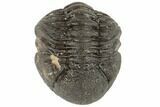 1.25" Wide, Enrolled Morocops Trilobite - Morocco - #190558-2